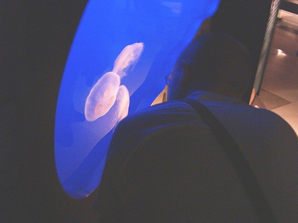 Apict0251